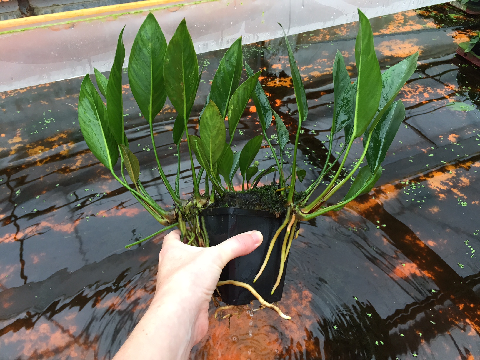 Anubias congensis 211107