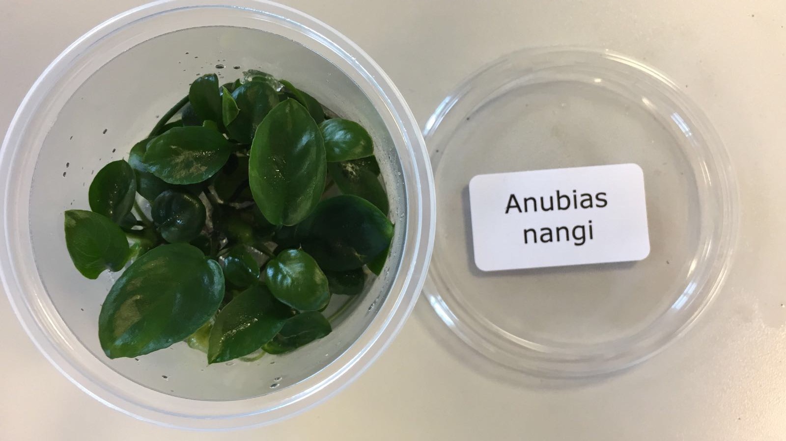 Anubias nangi 271134