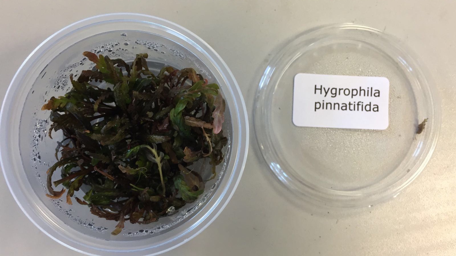 Hygrophila pinnatifida 273134