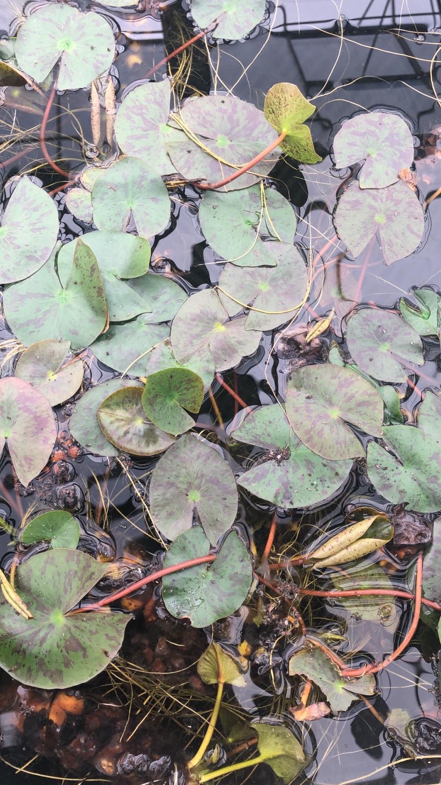 Nymphaea GelbYellowAmarillo 856411