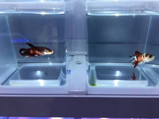 BETTAS